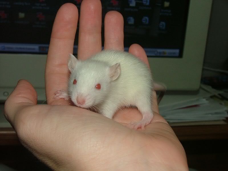 Picture of 6 week old rat? Page 2